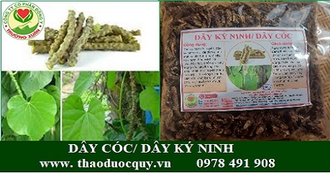 Dây Cóc (Dây Kí Ninh, Dây Thần Thông)