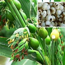 Cách dùng Ý dĩ (BO BO)  làm món ăn và vị thuốc chữa bệnh
