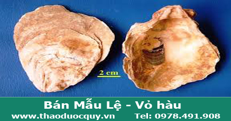 Mẫu lệ/ Vỏ Hàu Mẫu lệ/ Vỏ Hàu
