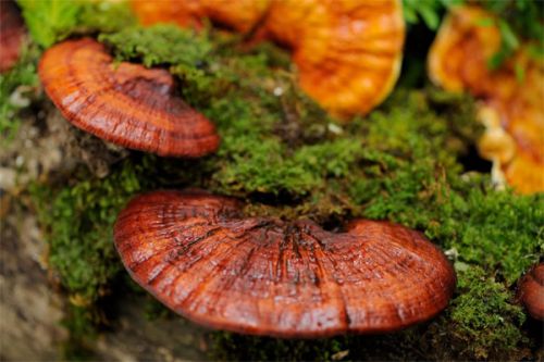 Vì sao Nấm Linh Chi tốt hơn cả Nhân Sâm?