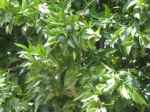 Các bài thuốc từ cây quýt gai