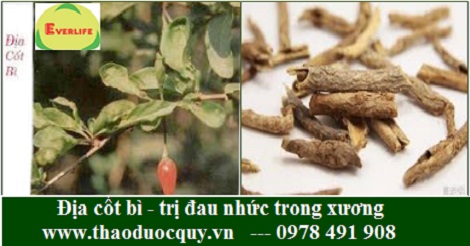 Địa cốt b&igrave;