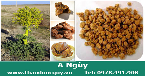 A Ng&ugrave;y nguy&ecirc;n chất