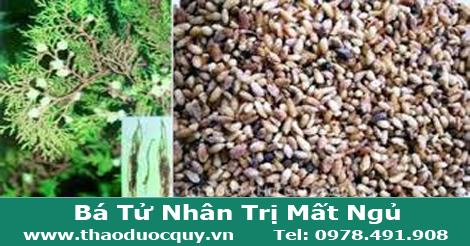 b&aacute; tử nh&acirc;n trị mất ngủ
