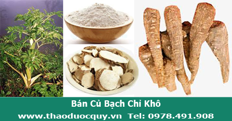 Bạch chỉ kh&ocirc;