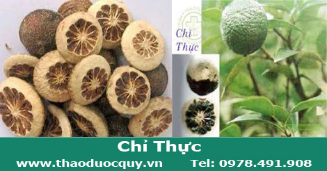 chỉ thực