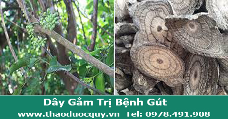Dây gắm trị đau nhức xương khớp, gút
