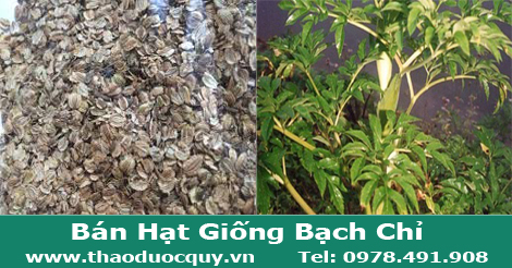 Hạt giống cây bạch chỉ