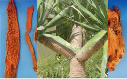 huyết gi&aacute;c trị đau nhức xương khớp