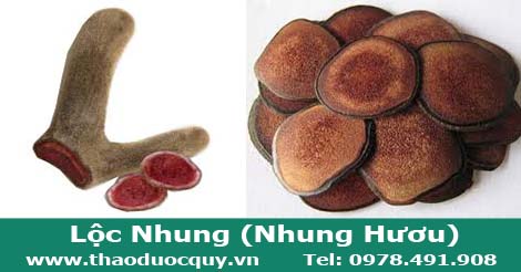 lộc nhung