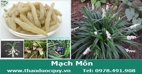 Mạch môn đông