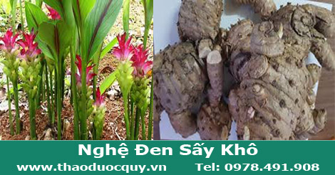 hình ảnh cây và củ nghệ đen sấy khô