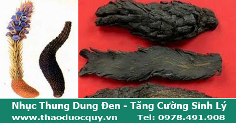 Nhục thung dung đen, bổ thận tr&aacute;ng dương, tăng cường sinh l&yacute;