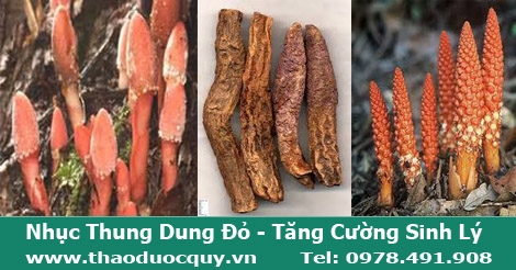 nhục-thung-dung-đỏ-sapa