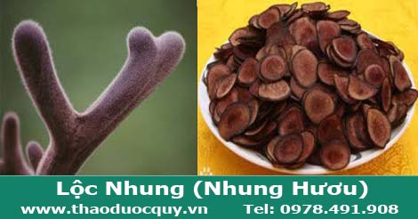 nhung hươu