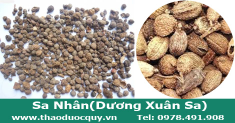sa nhân hay còn gọi là dương xuân sa