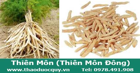 thiên môn