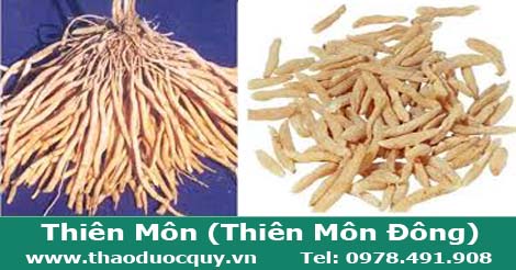 thiên môn đông